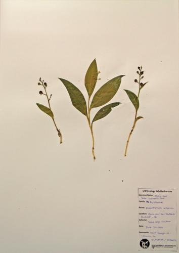 Three-leaf False Solomon's-seal specimen
